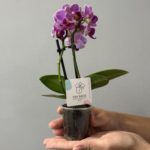 Мини-орхидея «Нежное очарование»