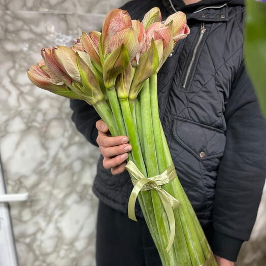 Амарилисы 17шт