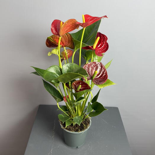 Антуриум красный ️ с обильным цветением ️