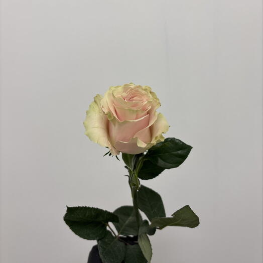 Роза эквадор