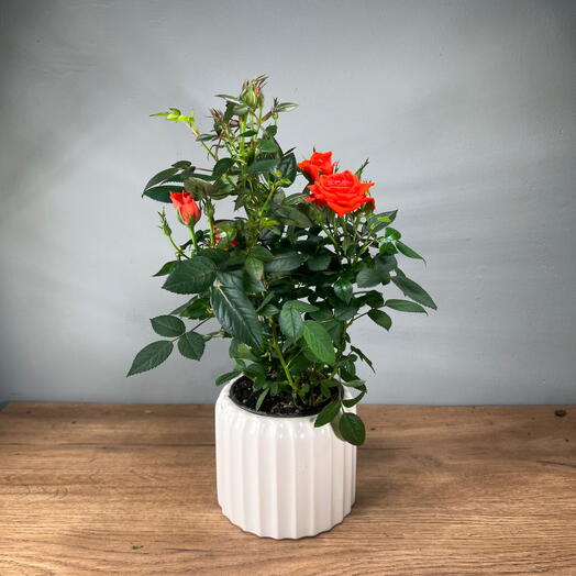 Кустовая чайная роза красная в белом кашпо