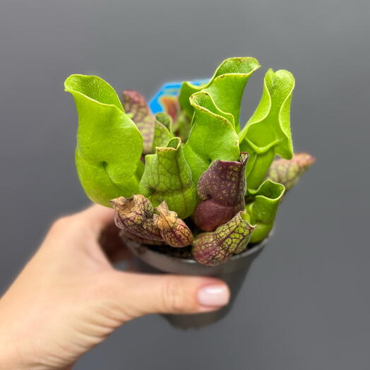 Дионея Мухоловка