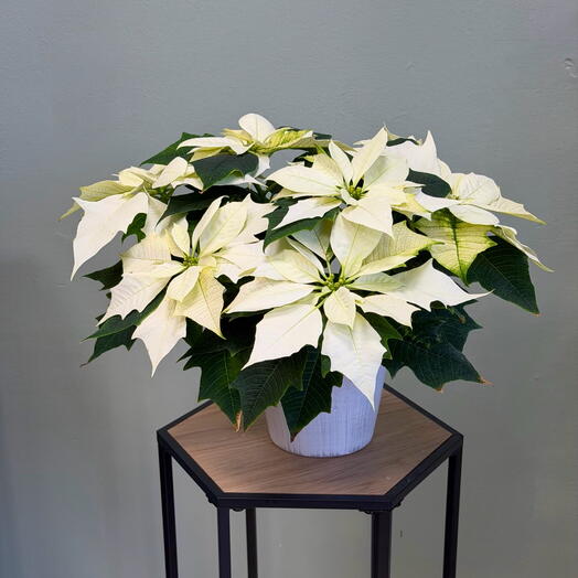 Stella di Natale bianca