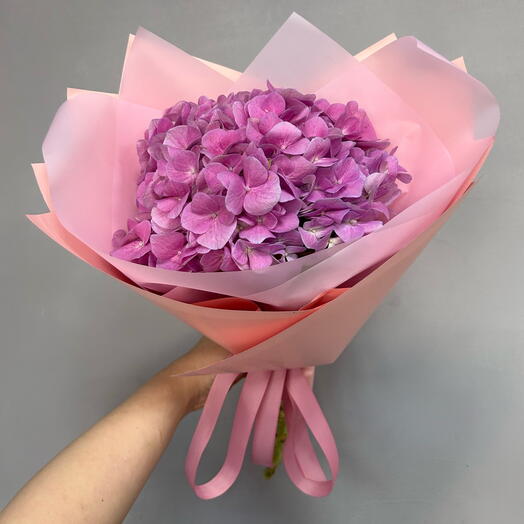 Розовая гортензия