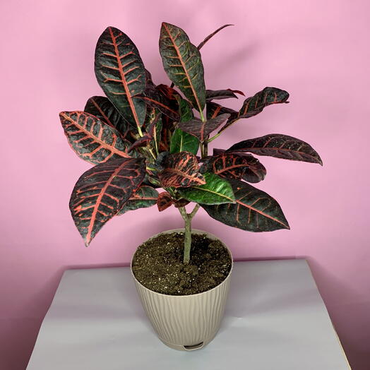 Кротон(Кодиеум)️☘️