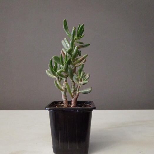 Крассула хоббит