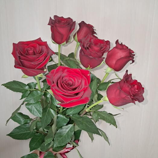 Роза красная 7
