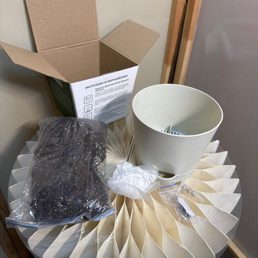 Набор для выращивания Драцена