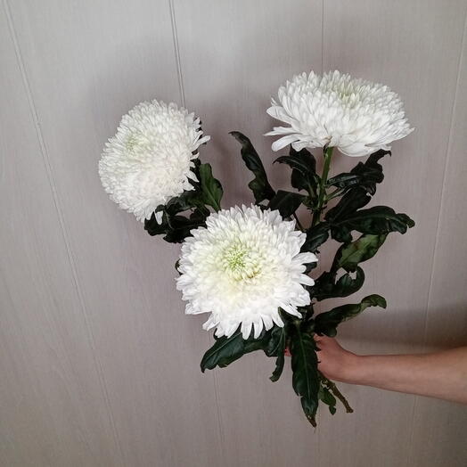 Хризантема Магнум 3