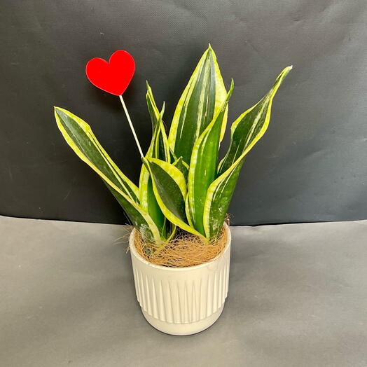 Сансевиерия в стильном кашпо. Блэк Голд