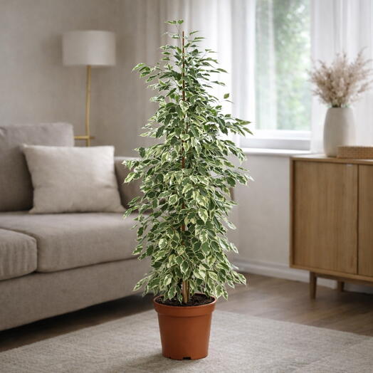 Ficus benjamina Forever