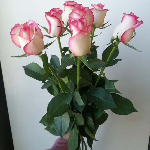 7 бело-розовых роз с лентой