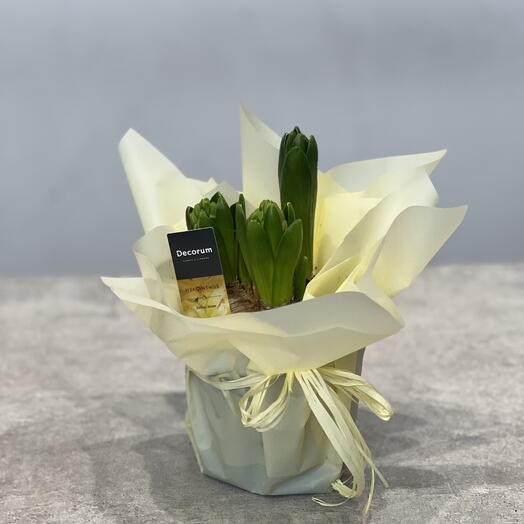 Гиацинт желтый в горшке 3 шт