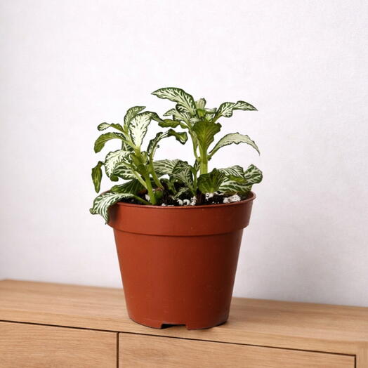 Fittonia White