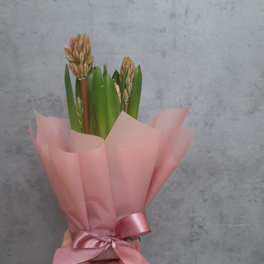 Розовый гиацинт в горшке из 3 луковиц