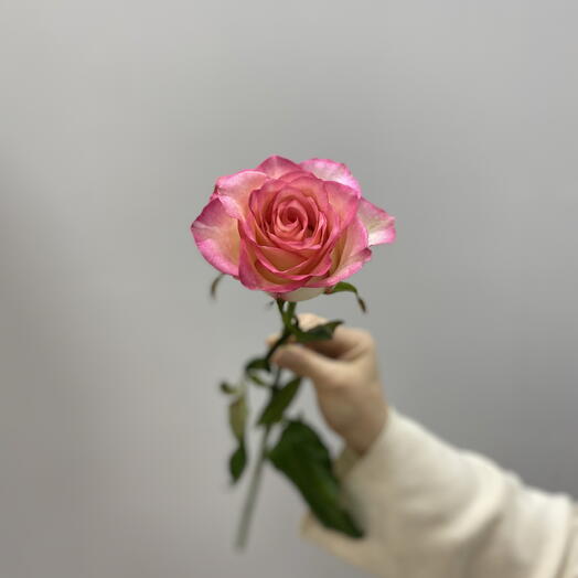 Роза розовая 60см