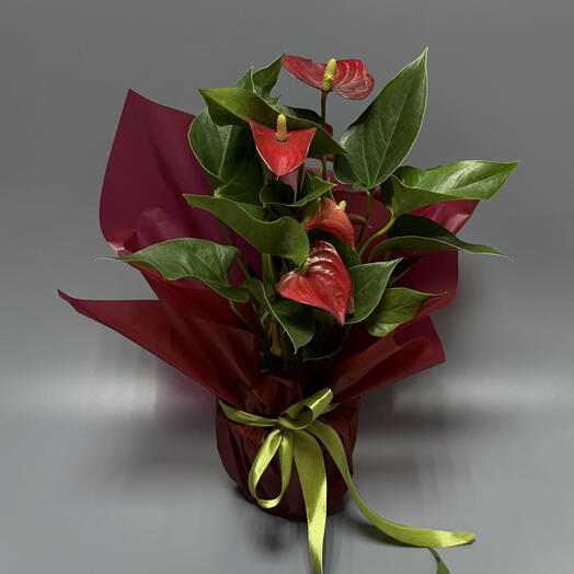 Антуриум сортовой бордо