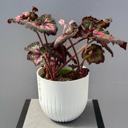 Бегония (BEGONIA REX MIX 3PP)