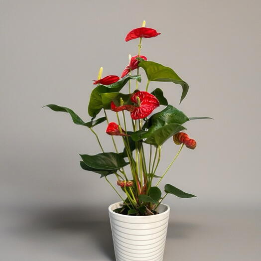 АНТУРИУМ (ANTHURIUM MADURAL)