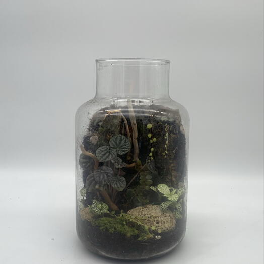 Флорариум с Пеперомией и маркгравией