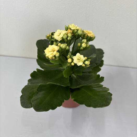 Каланхое желтый мини