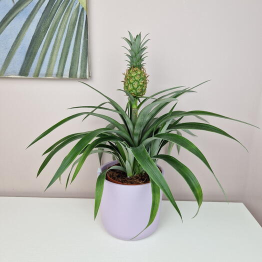 Ананас в горшке цвета лаванда