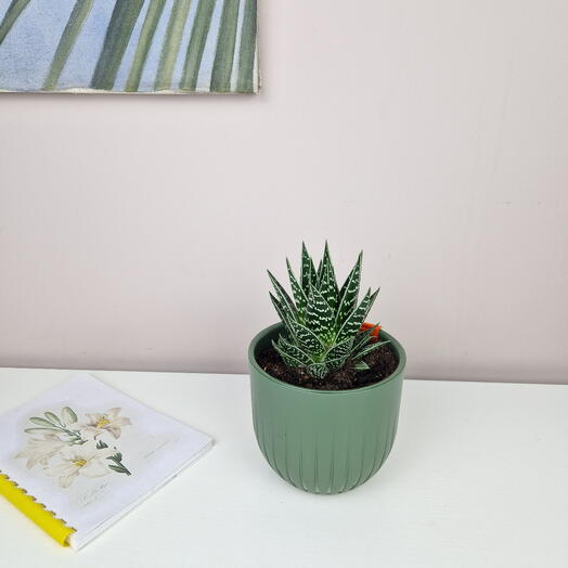 Алоэ сорт Тики-тахи в зелёном горшке