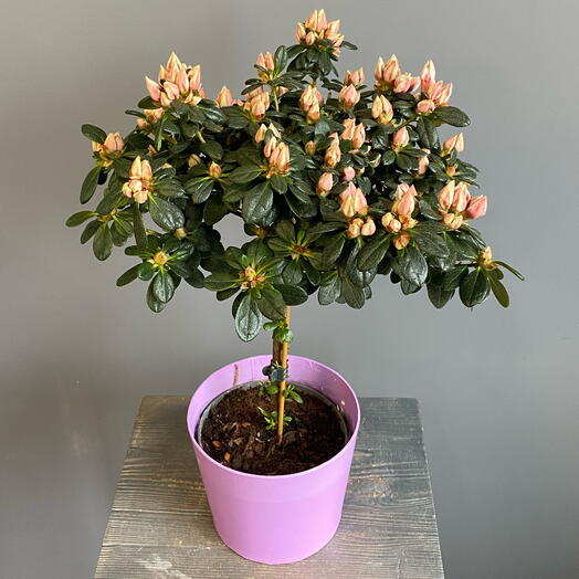 Персиковая азалия