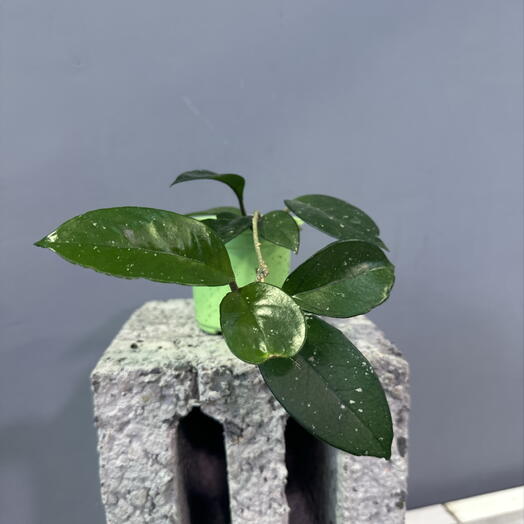 Хойя корноза