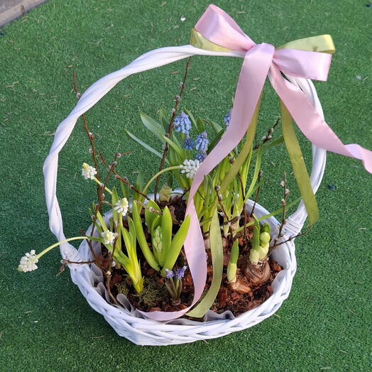 Голубые мускари, нарциссы, гиацинты в корзинке