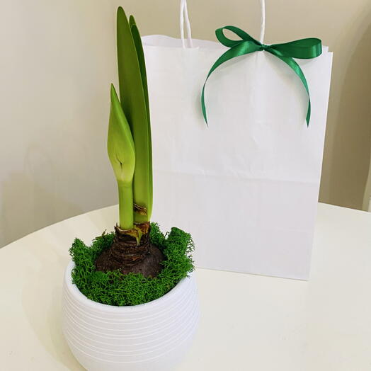 Амариллис сорта  dancing queen + подарочный пакет