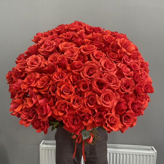 101 французская Роза 🌹 Нина