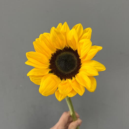 Подсолнух 🌻