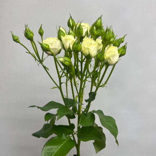 Роза кустовая
