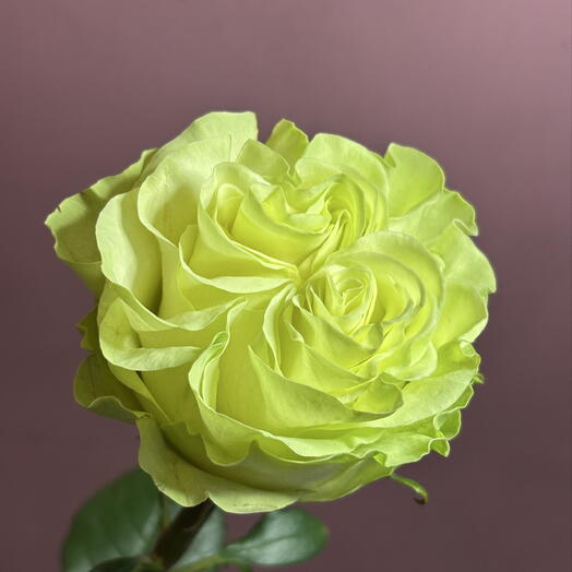 Роза Экзотик Минт