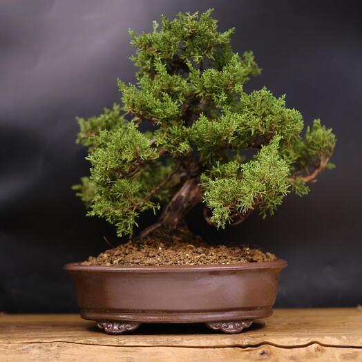 Бонсай Можжевельник Itoigawa (Japan), 38см