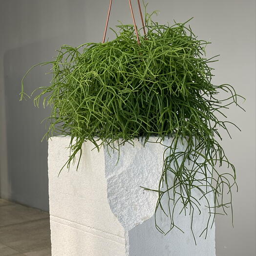RHIPSALIS CASSUTA ампельный подвесной пышный