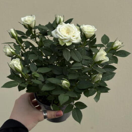 Роза белая
