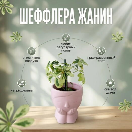 Шефлера Жанин