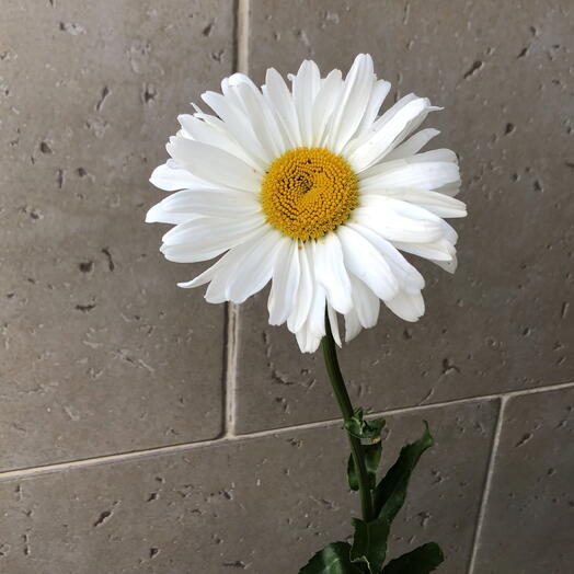 Ромашки 🌼🌼🌼🌼🌼🌼🌼