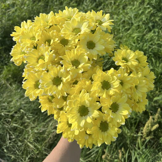 Монобукет из хризантем ( Желтый 💛 )
