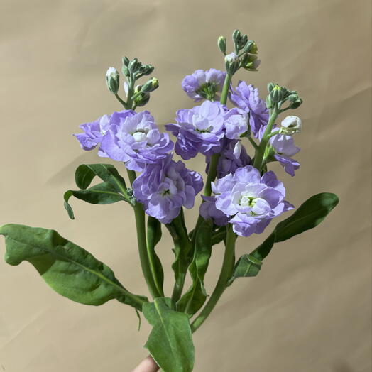 Ароматный Маттиола 💜🌿
