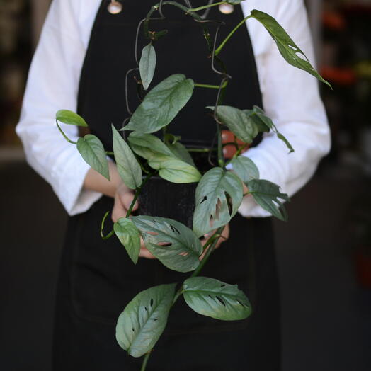 монстера Адансона (Monstera adansonii)