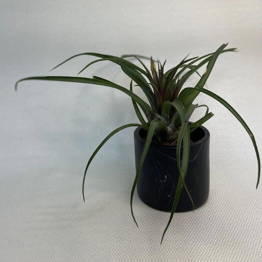 Тилландсия стрептофила / Tillandsia streptophylla