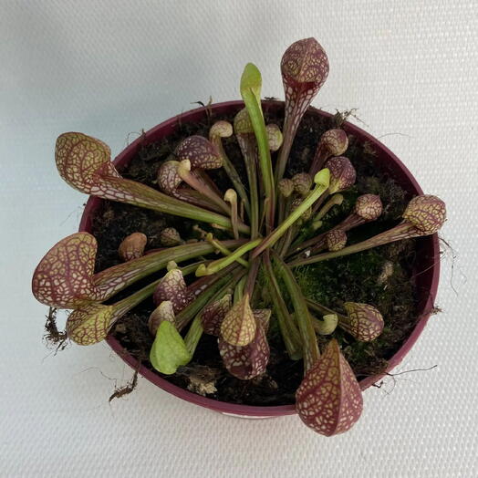 Саррацения / Sarracenia