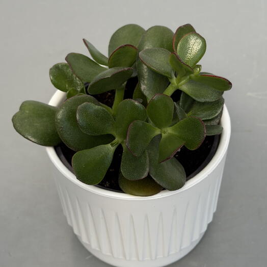 КРАССУЛА (CRASSULA)
OVATA