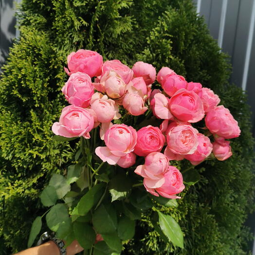 Сильва пинк кустовая роза🌸