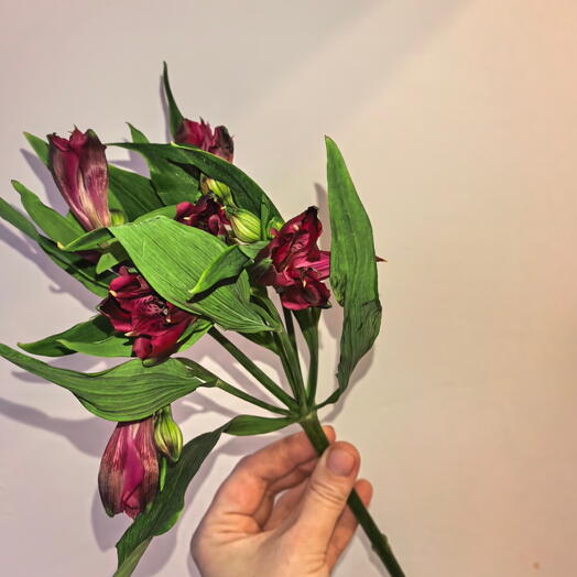 Альстромерия