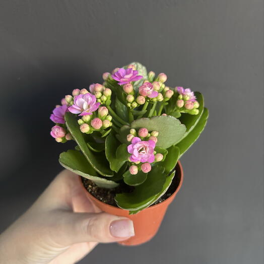 Каланхоэ