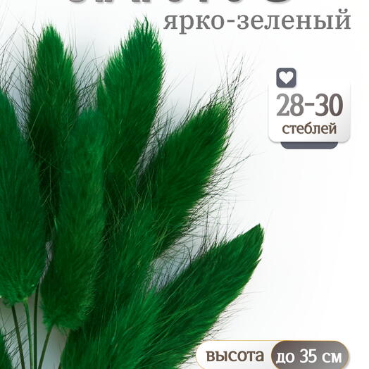 Лагурус ярко-зеленый 30 шт. Высший сорт. Высота 25-35 см М492